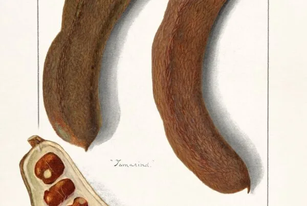 Indian Tamarind (Tamarindus Indica)(1908) by Amanda Almira Newton. Original from U.S. Department of Agriculture Pomological Watercolor Collection. Rare and Special Collections, National Agricultural Library. Digitally enhanced by rawpixel.
