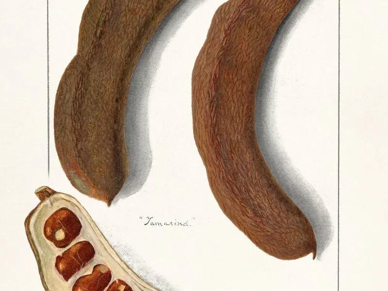Indian Tamarind (Tamarindus Indica)(1908) by Amanda Almira Newton. Original from U.S. Department of Agriculture Pomological Watercolor Collection. Rare and Special Collections, National Agricultural Library. Digitally enhanced by rawpixel.