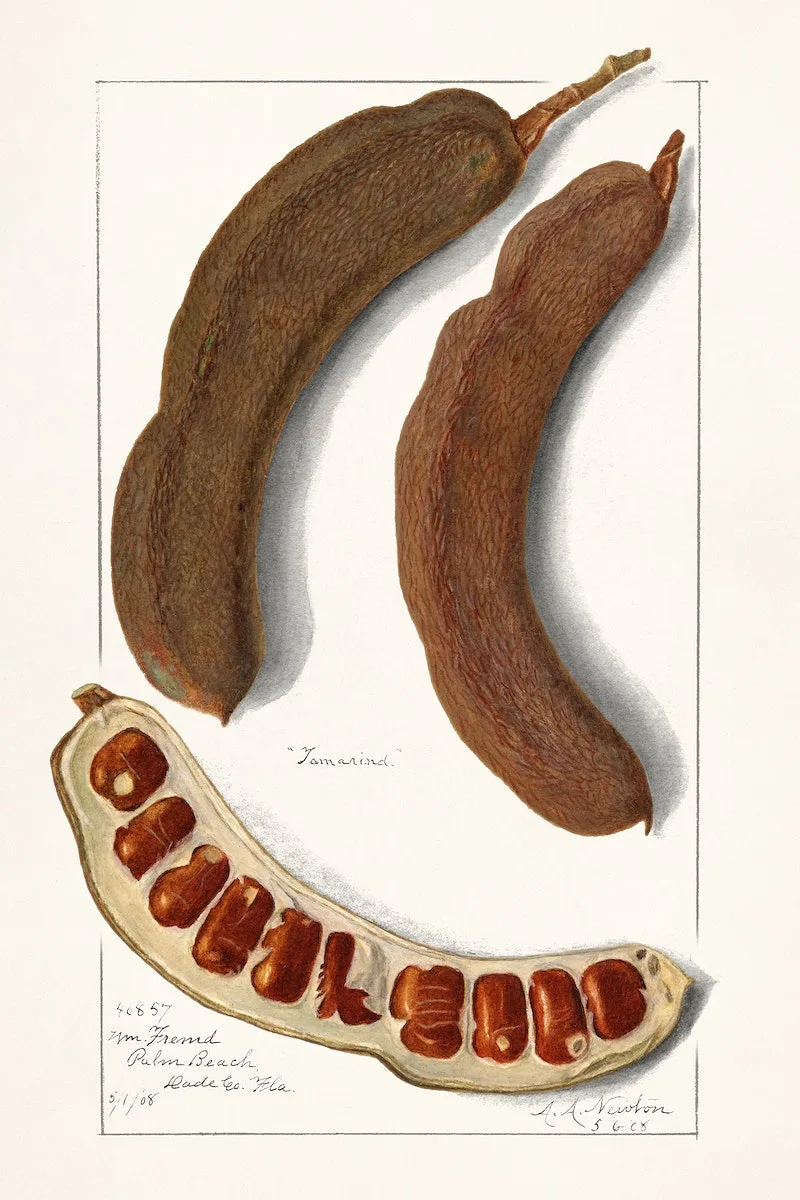 Indian Tamarind (Tamarindus Indica)(1908) by Amanda Almira Newton. Original from U.S. Department of Agriculture Pomological Watercolor Collection. Rare and Special Collections, National Agricultural Library. Digitally enhanced by rawpixel.
