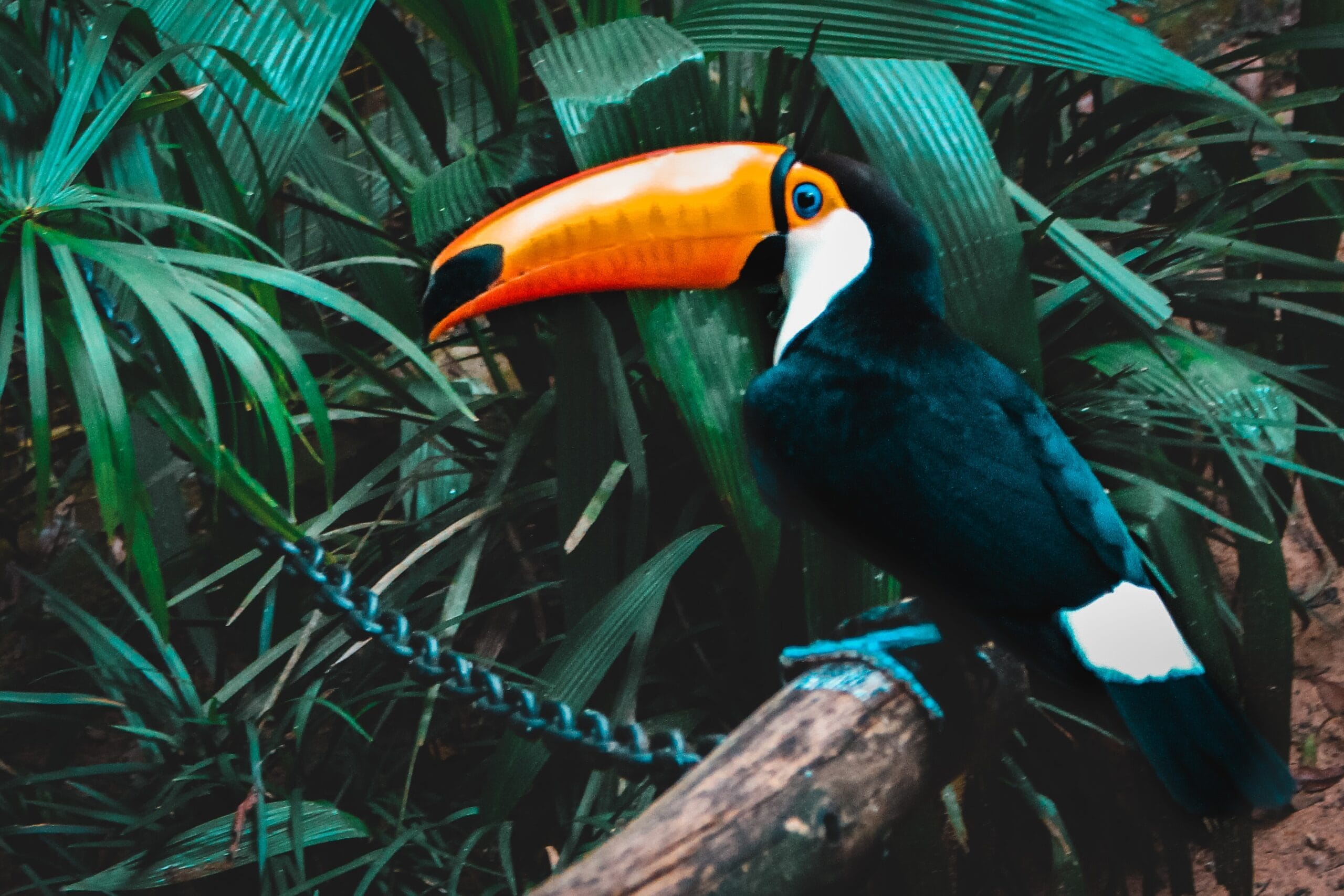 Belize Tucan