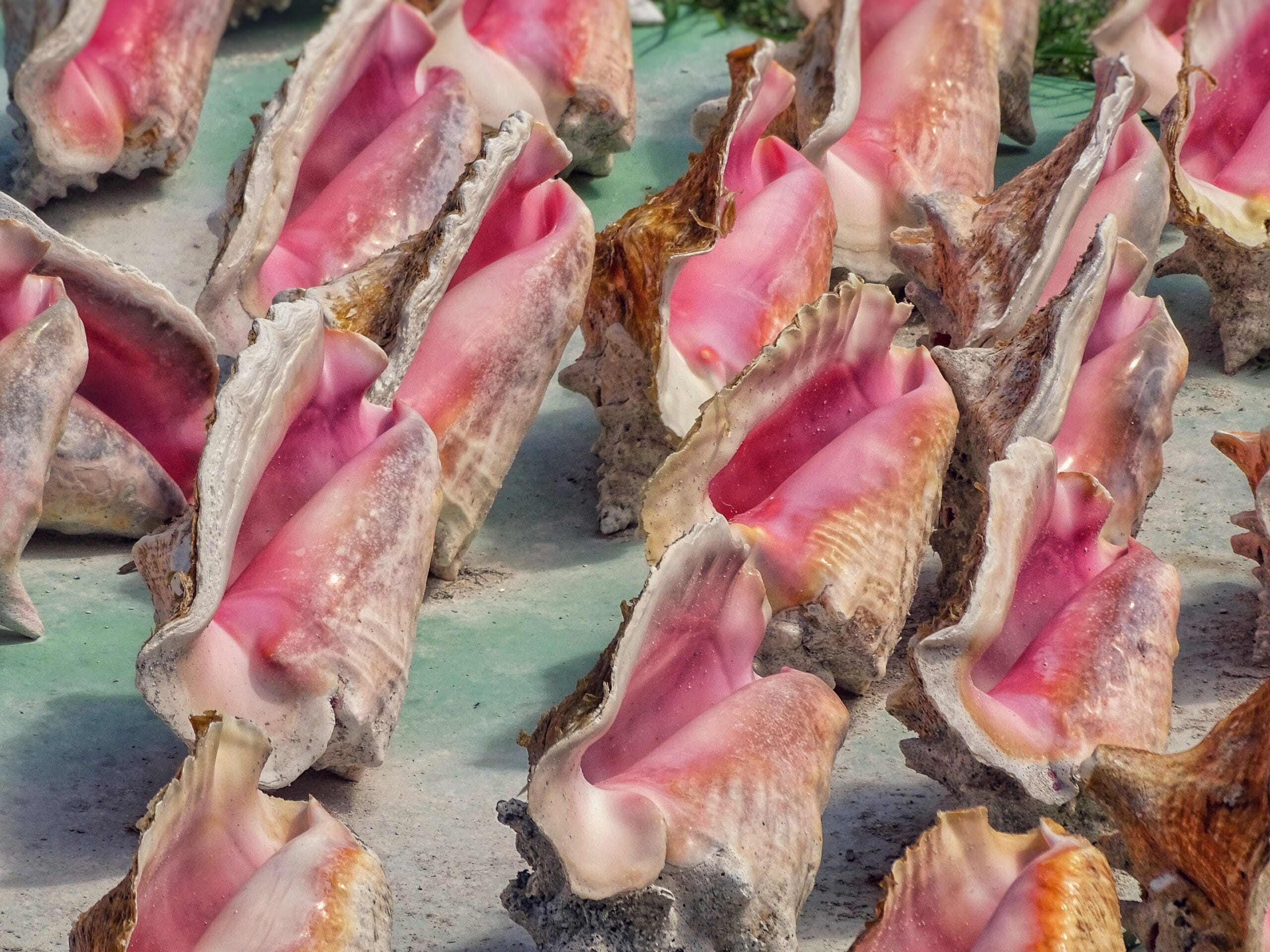 Conch shells on the Caribbean coast, the shellfish behind Honduran sopa de caracol
