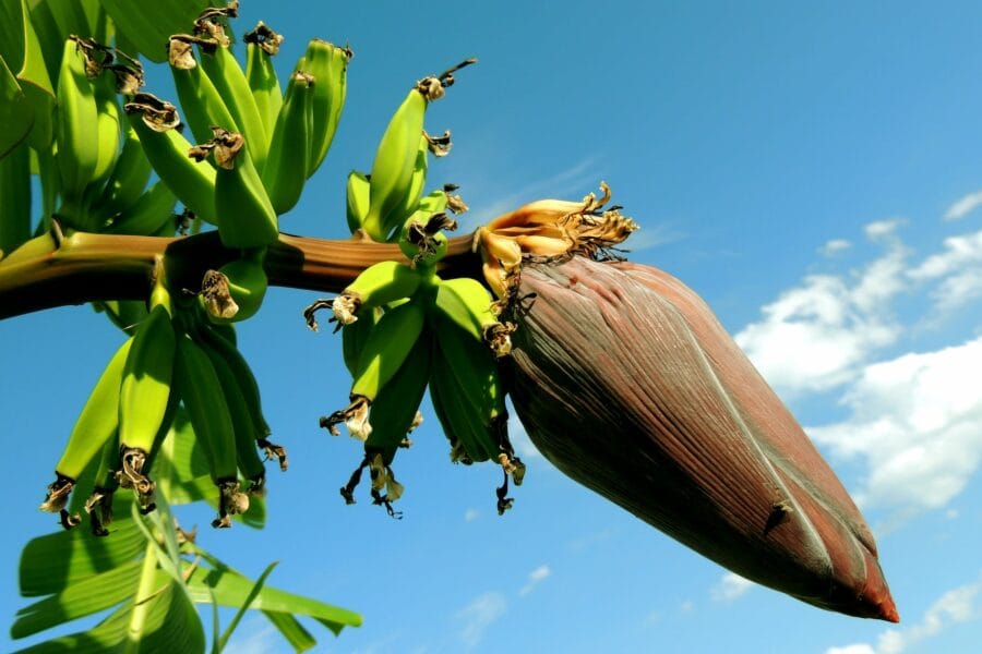 banana tree under blue cloudy sky