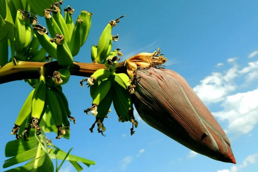 banana tree under blue cloudy sky