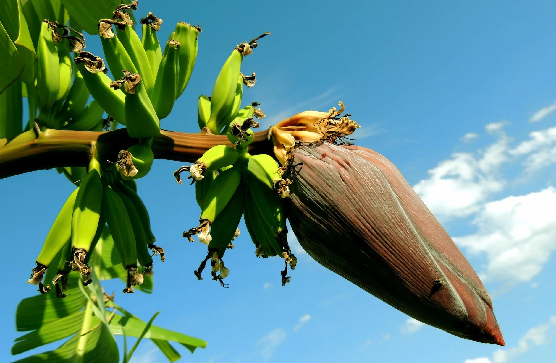 banana tree under blue cloudy sky