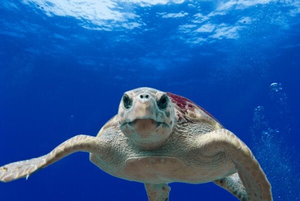 gray and green turtle swimming on water