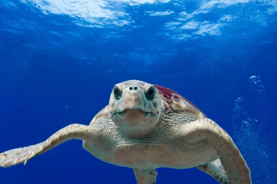 gray and green turtle swimming on water