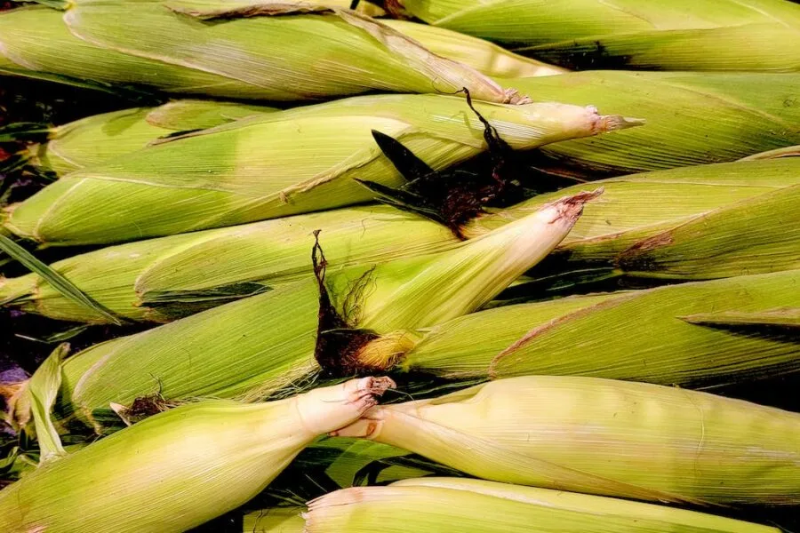 heap of raw corncobs
