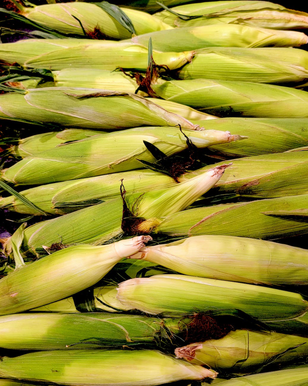 heap of raw corncobs