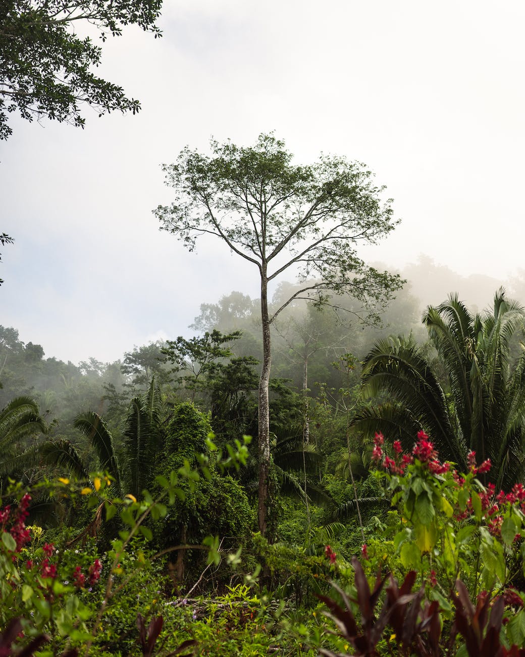silence in the jungle of belize