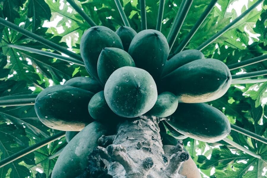 bottom view of green papaya tree