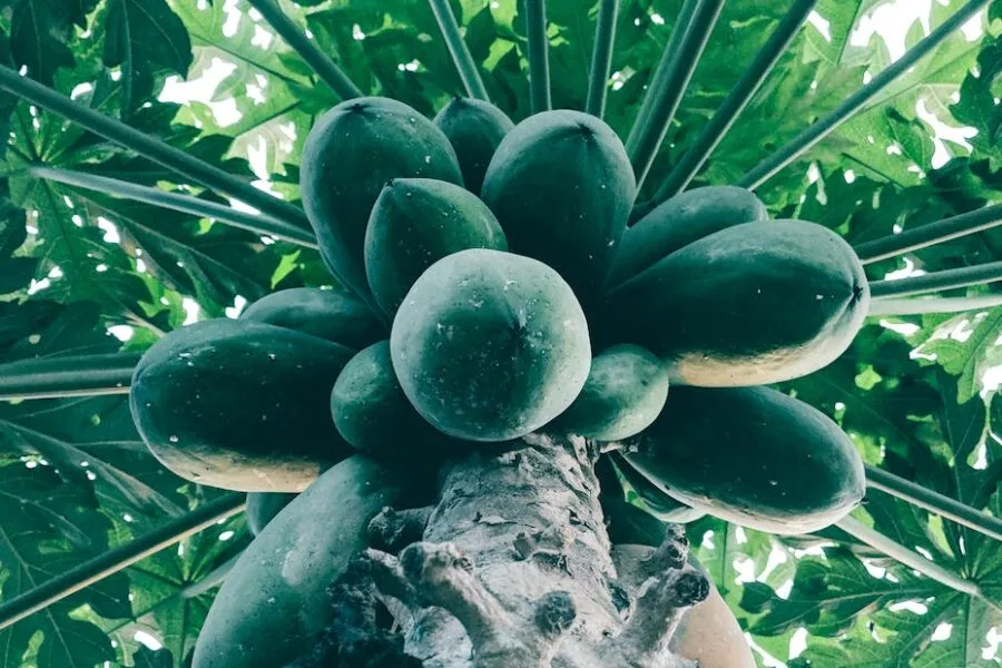 bottom view of green papaya tree