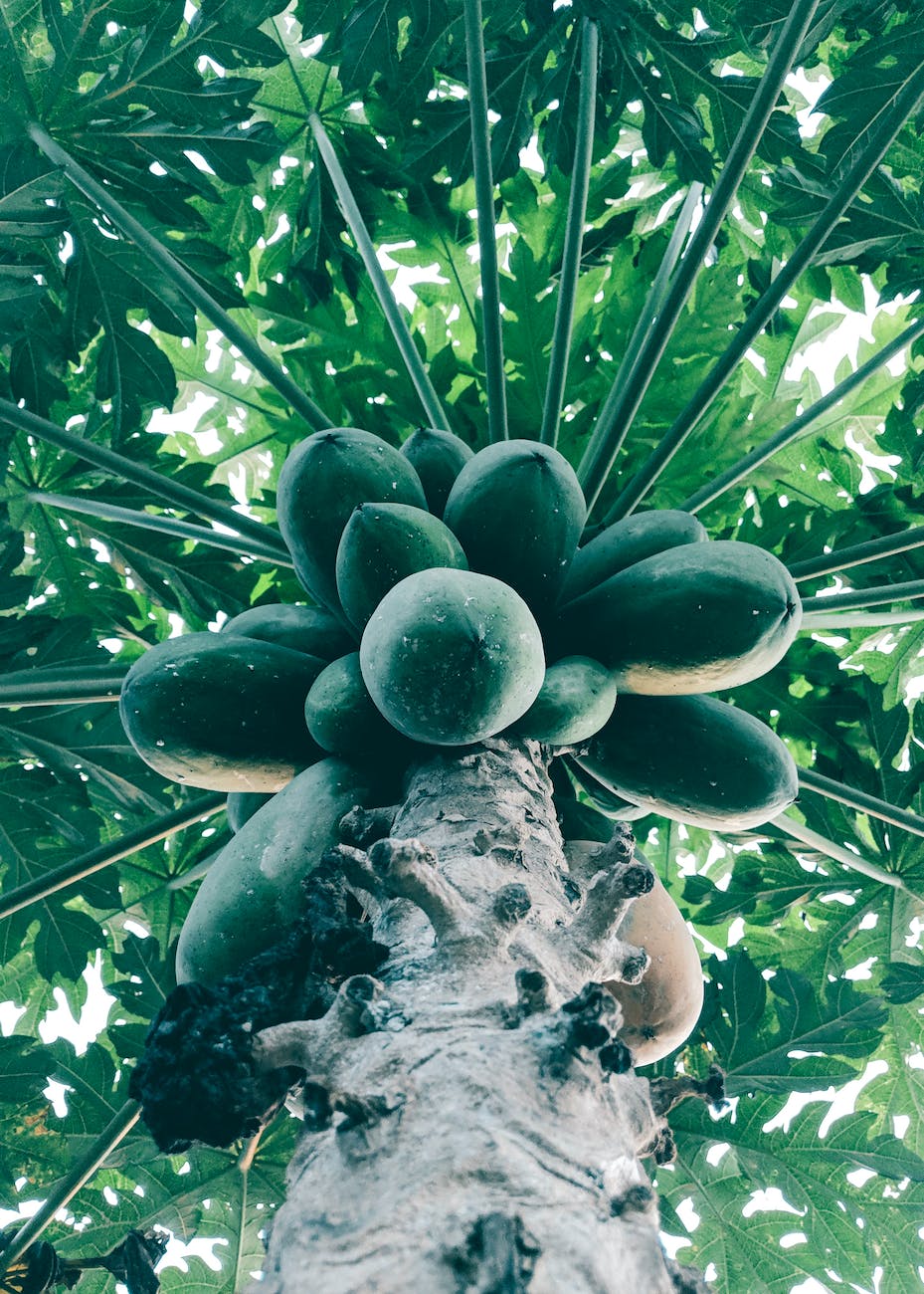 bottom view of green papaya tree