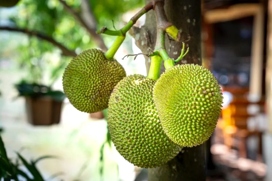 seeded breadfruit in close up shot