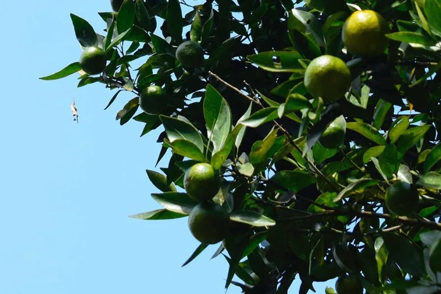 Sour Oranges in Belize Cooking