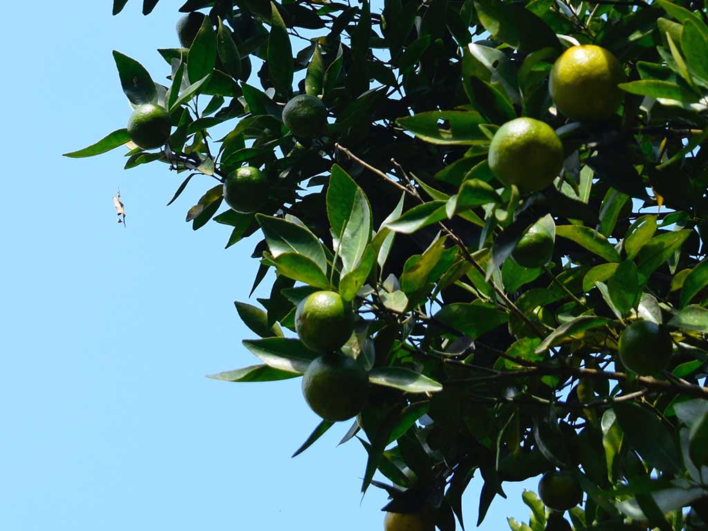 Sour Oranges in Belize Cooking