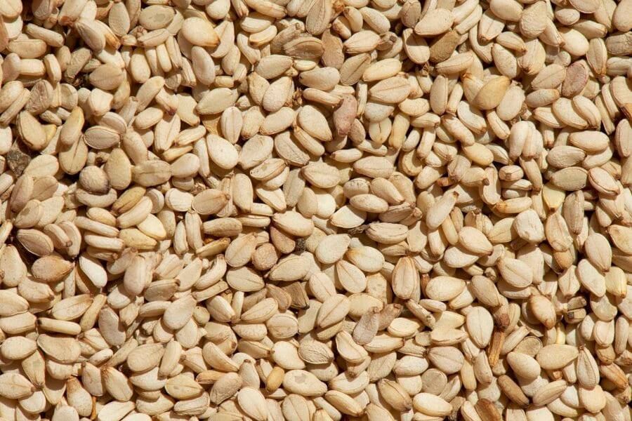 Freshly harvested sesame seeds from Ernie