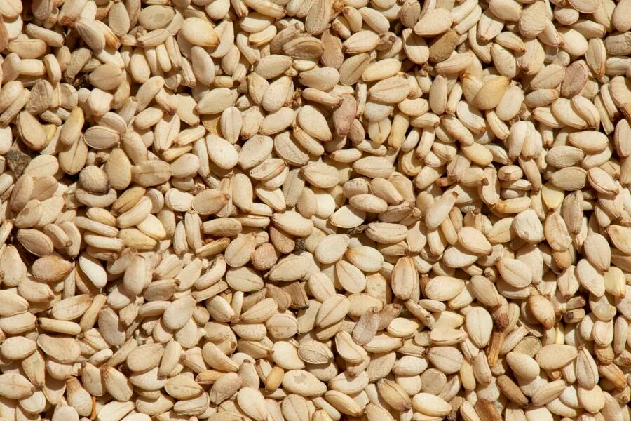 Freshly harvested sesame seeds from Ernie