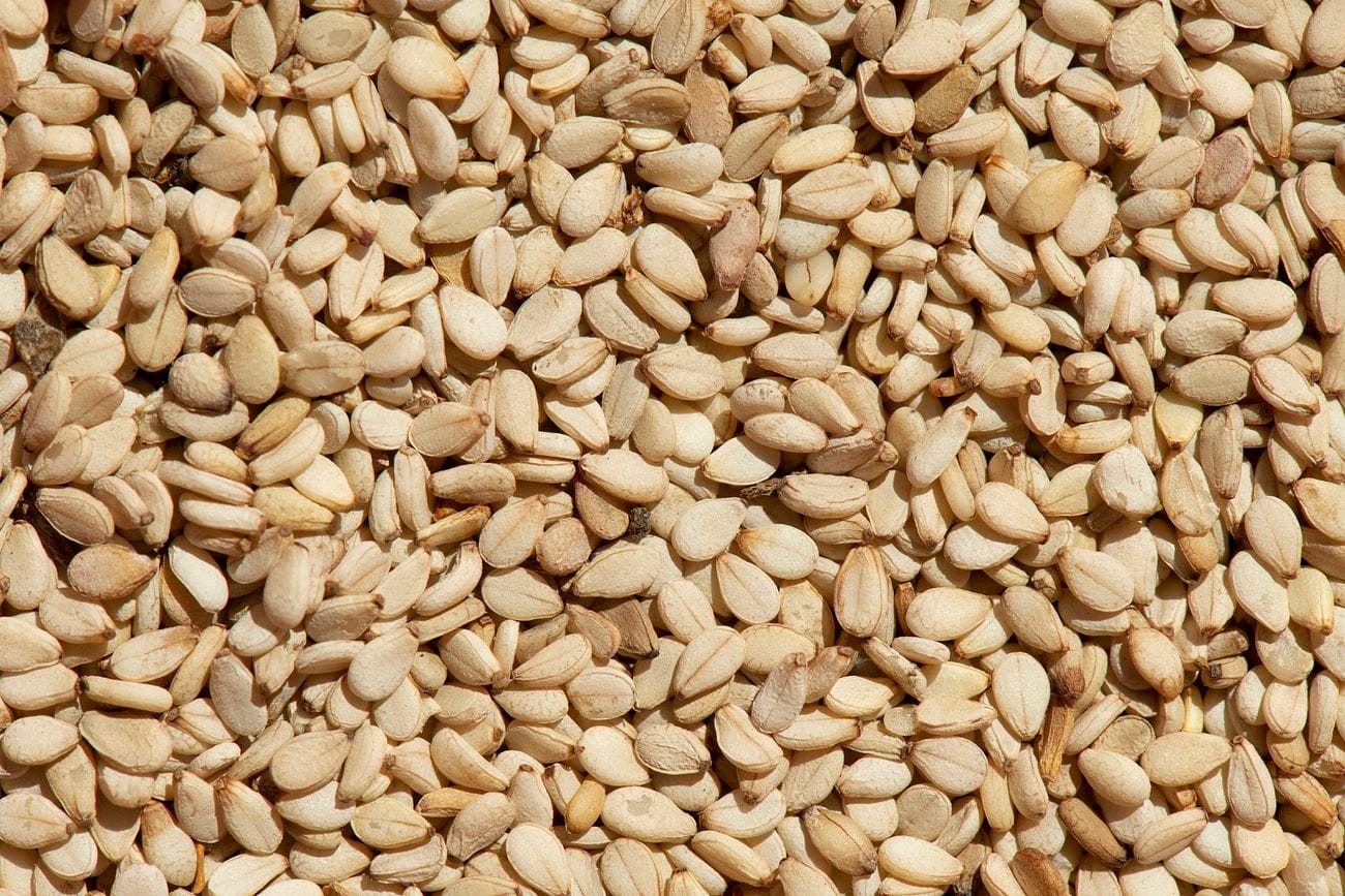 Freshly harvested sesame seeds from Ernie