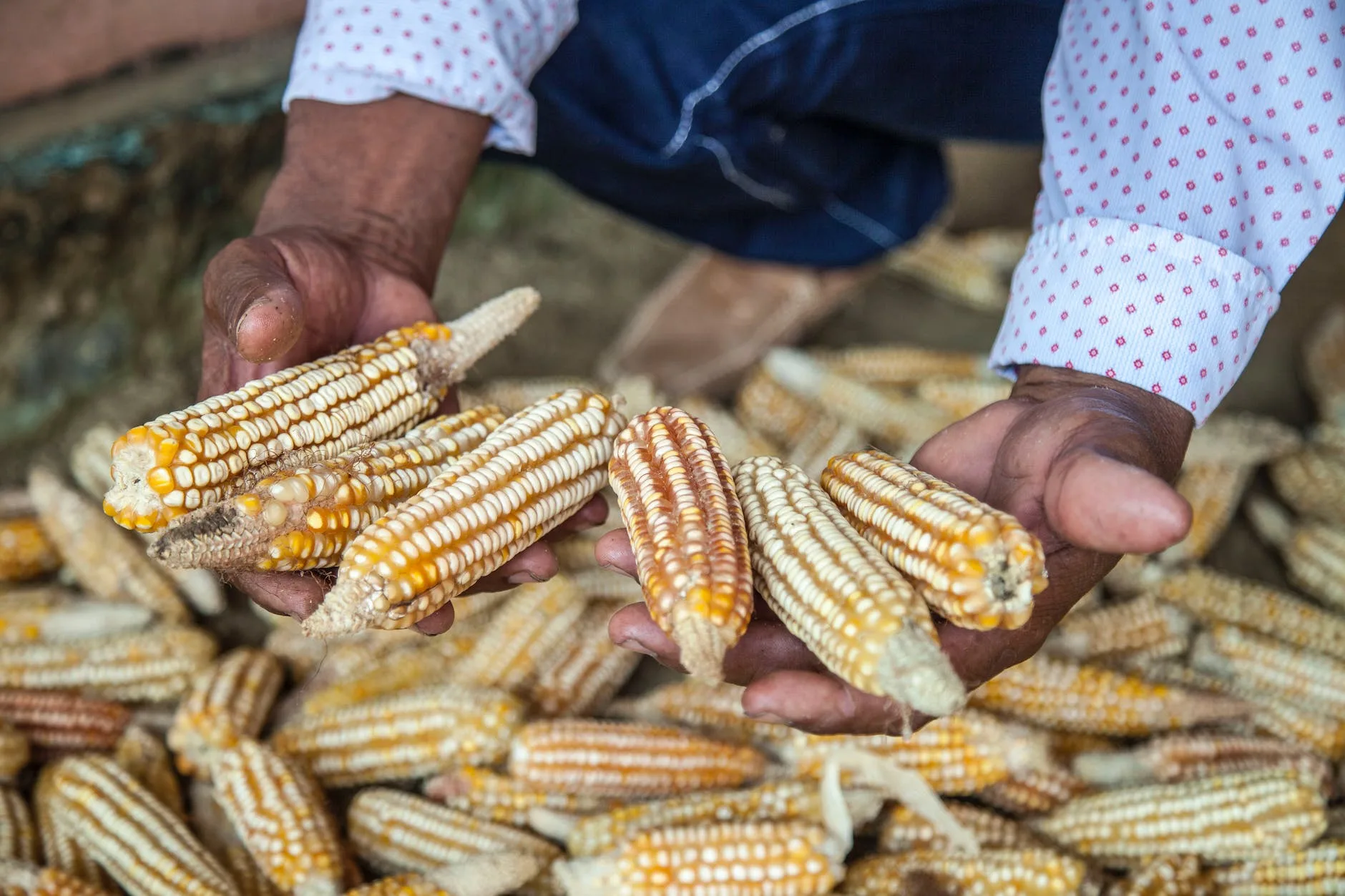 person holding fresh corn