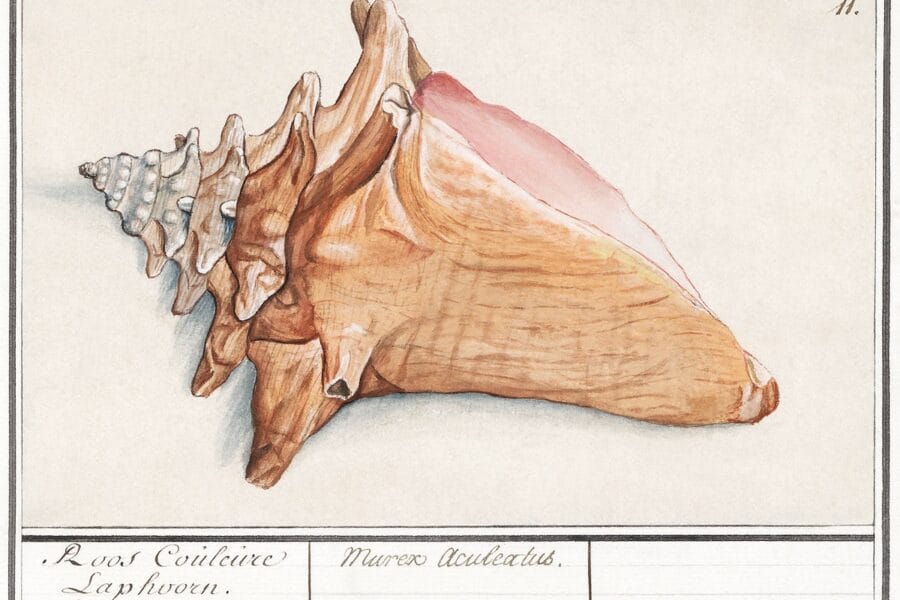Queen conch in vintage style