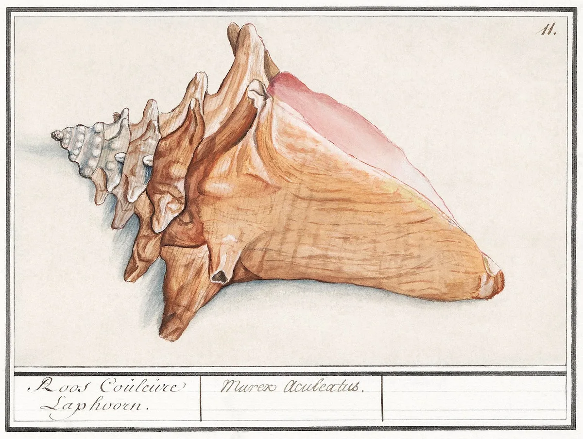 Queen conch in vintage style