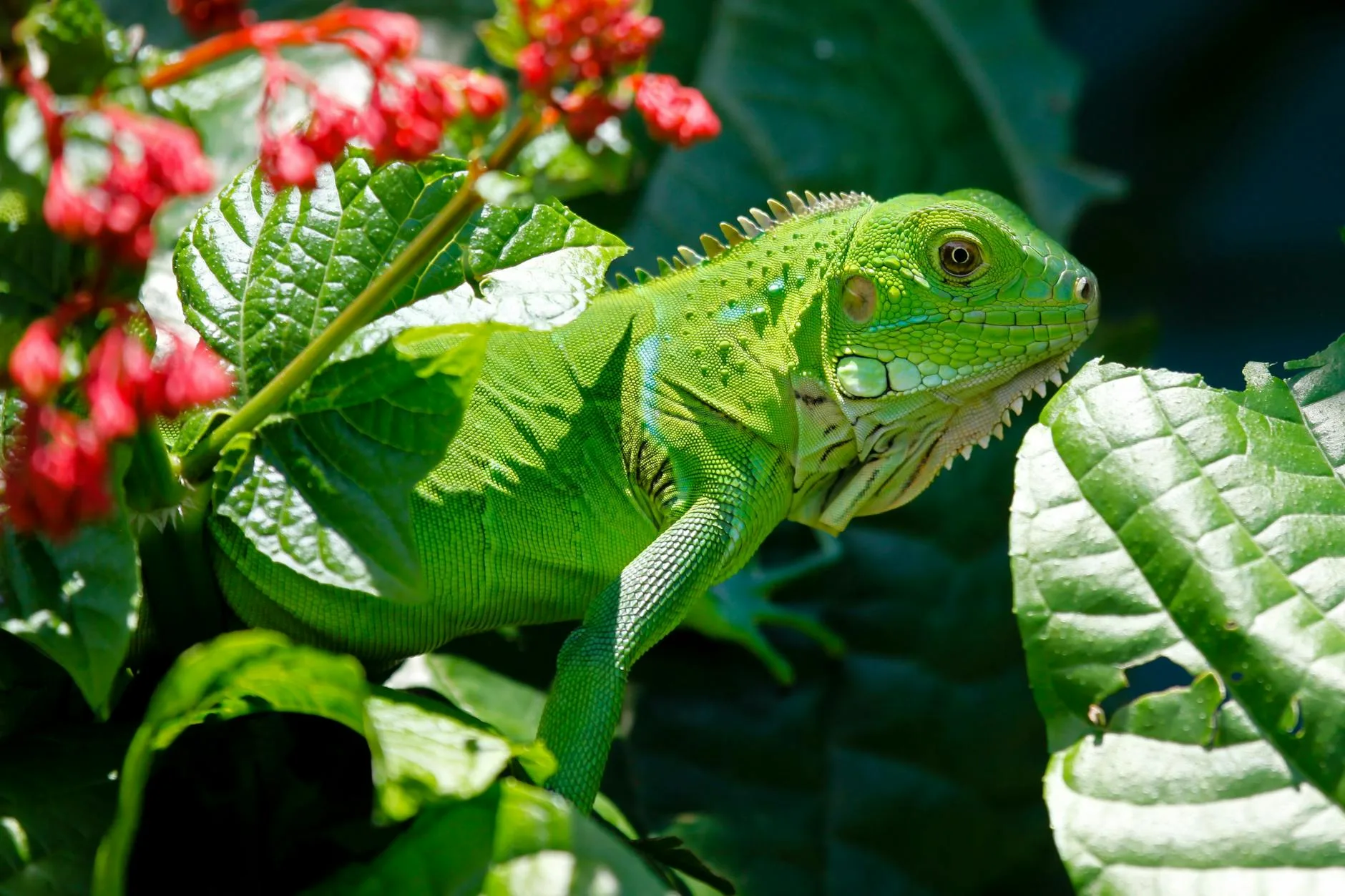 green reptile on red and green leaves
