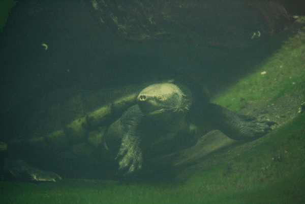 Hicatee Turtle Belize