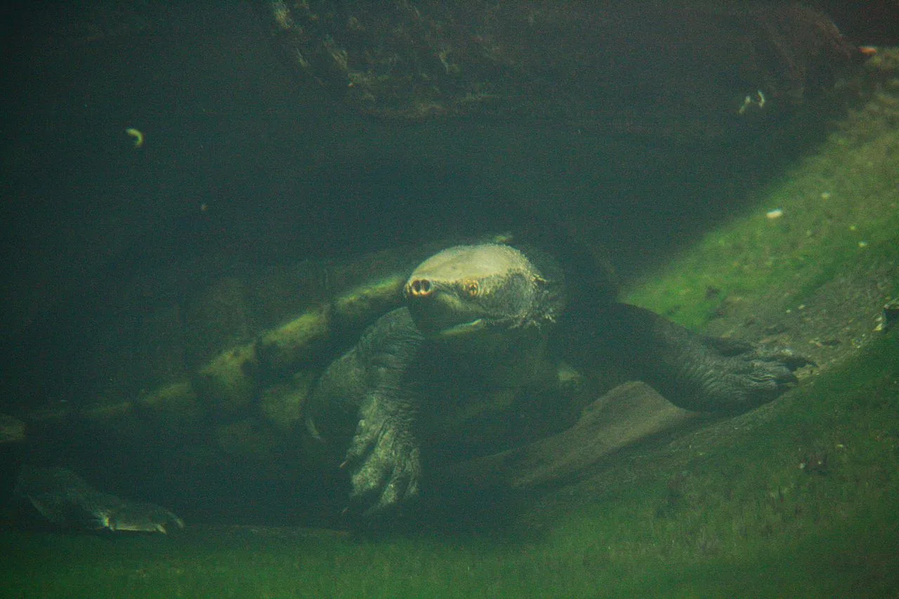 Hicatee Turtle Belize