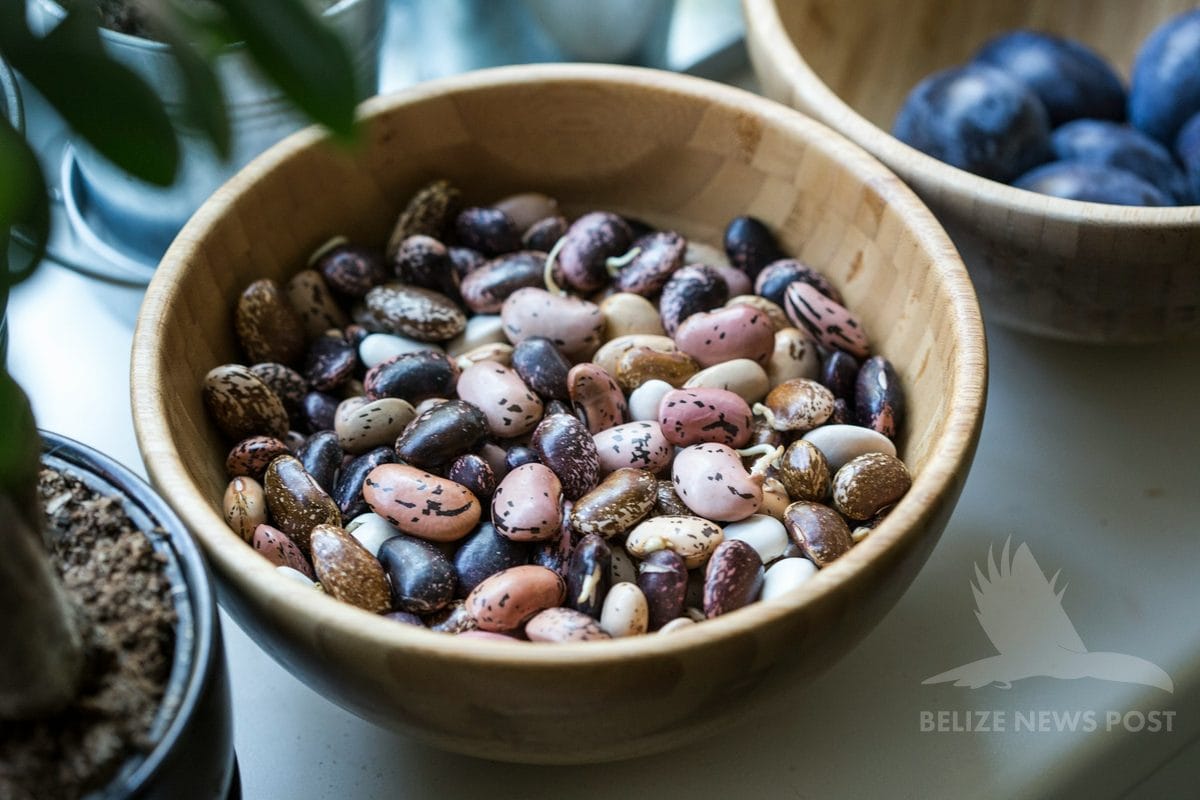 Fresh shelled heirloom beans in a wooden bowl — pelón beans for chulibuul, Belize