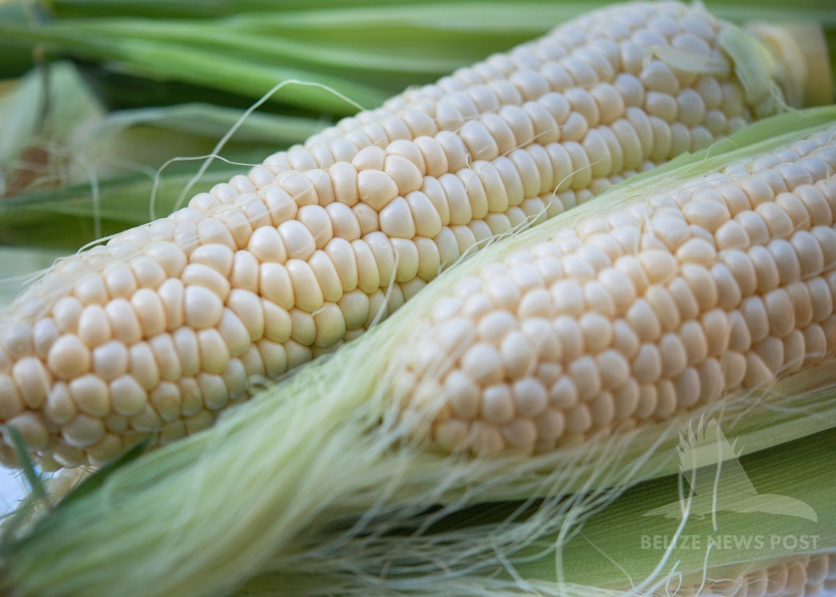 Fresh white elotes tiernos (tender corn) husked and ready for grinding — chulibuul recipe ingredient, Belize