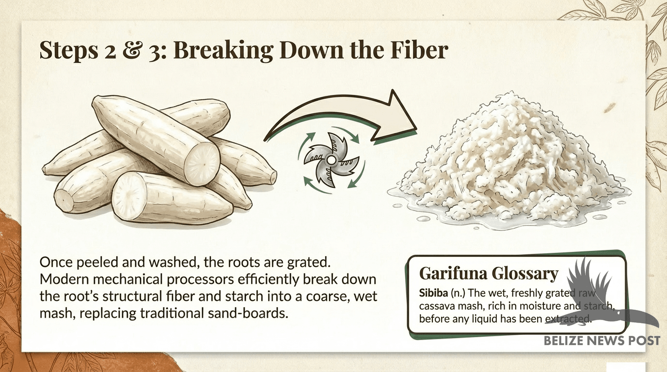 Grating cassava root to make sibiba mash for Belizean cassava bread