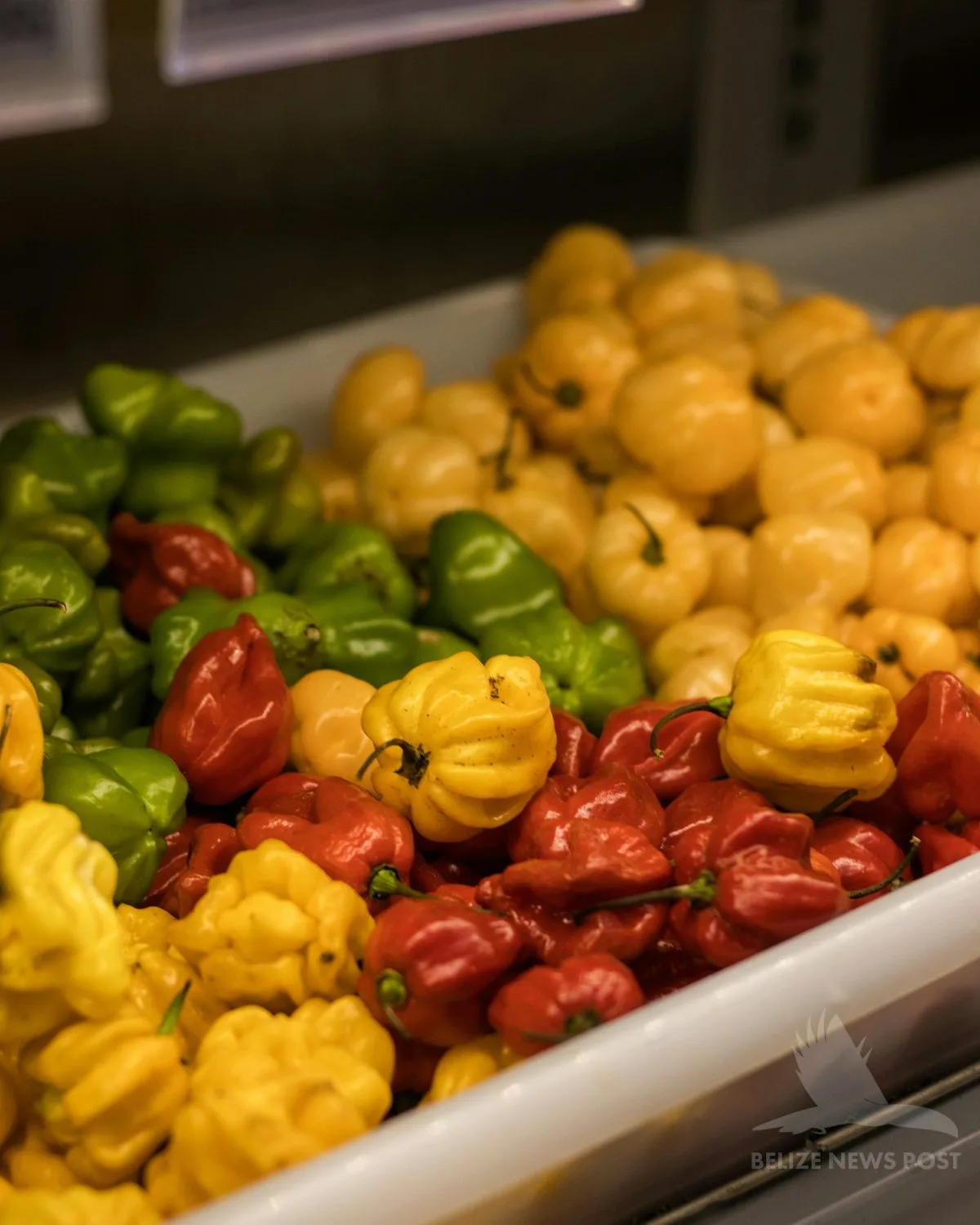 green, red, and yellow habanero peppers at a Yucatan market — used in the fresh salsa served alongside polcanes