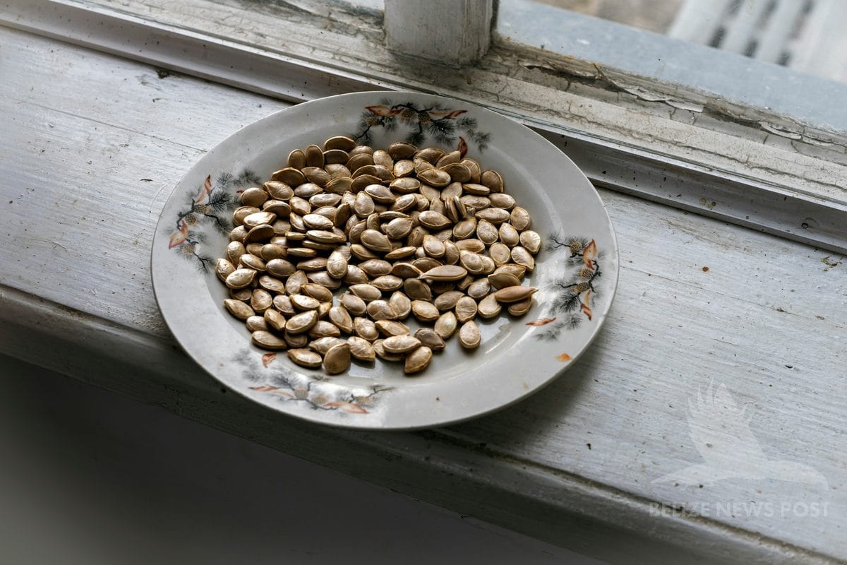 raw pepitas (pumpkin seeds, sikil) on a plate — the key ingredient in toksel, the traditional filling for polcanes yucatecos