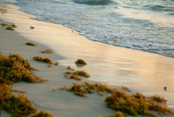 Brown sargassum seaweed washed up on a Caribbean beach