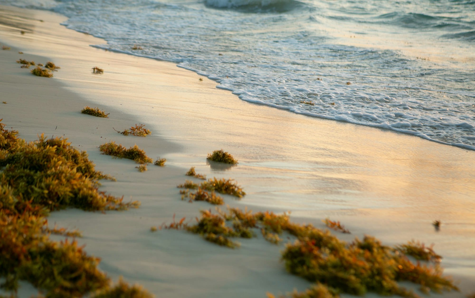 Brown sargassum seaweed washed up on a Caribbean beach