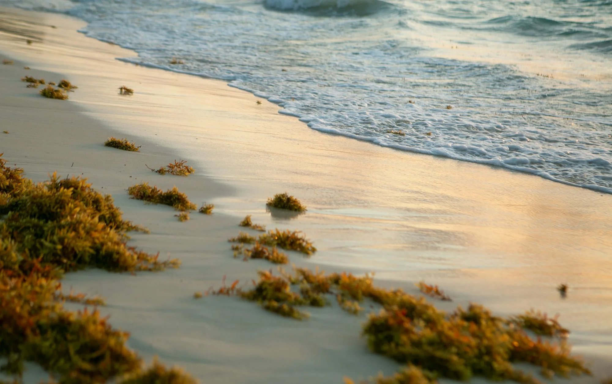 Brown sargassum seaweed washed up on a Caribbean beach