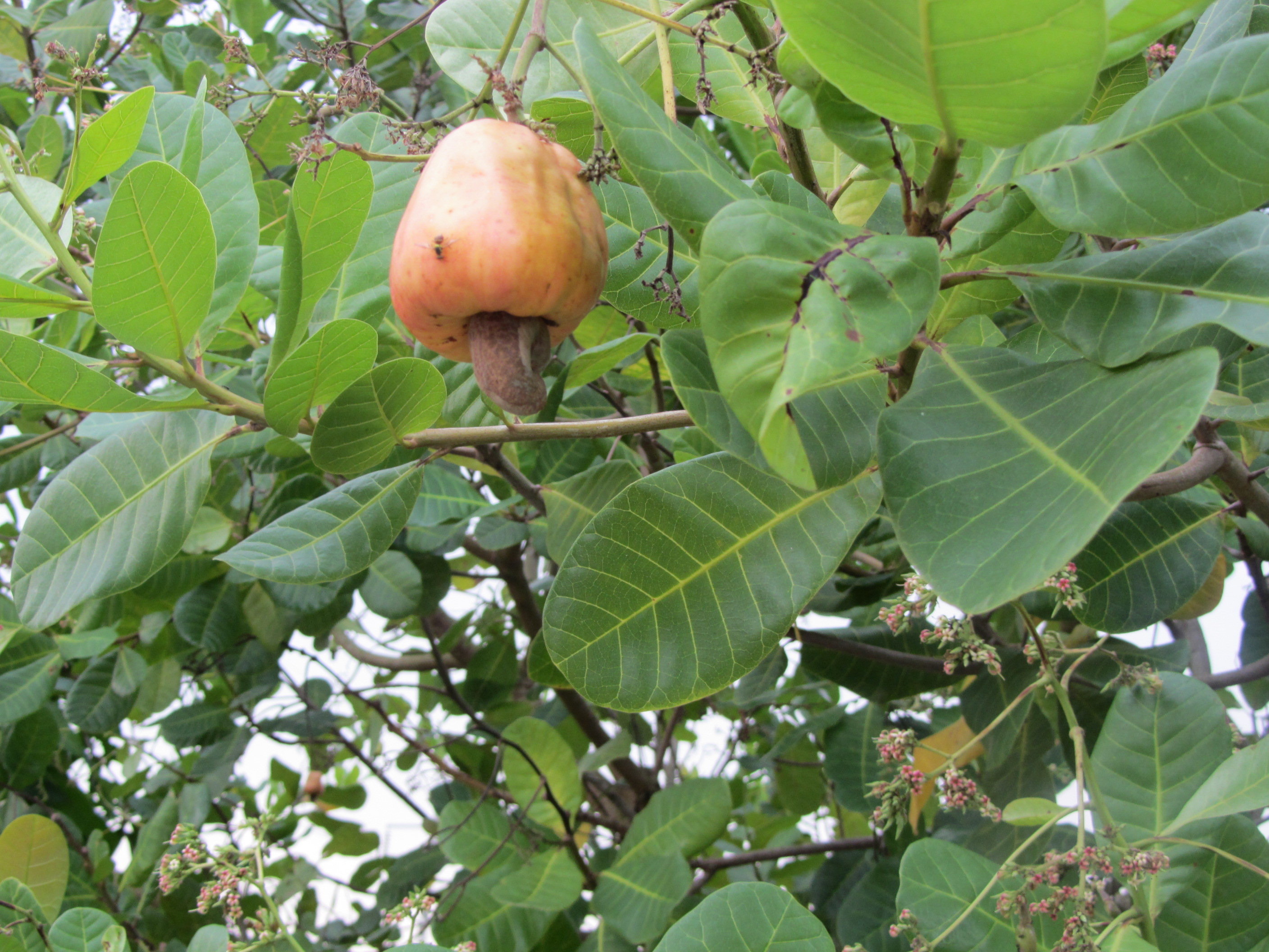 Cashew fruit and seed on the tree (Anacardium occidentale) — the marañón harvest that makes atol de semilla de marañón possible in El Salvador