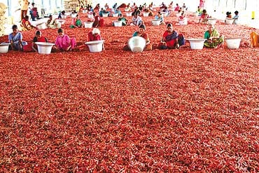Dried chiles used in subanik recado including guaque, pasa, cobanero, and zambo