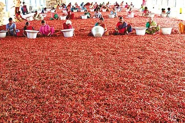 Dried chiles used in subanik recado including guaque, pasa, cobanero, and zambo