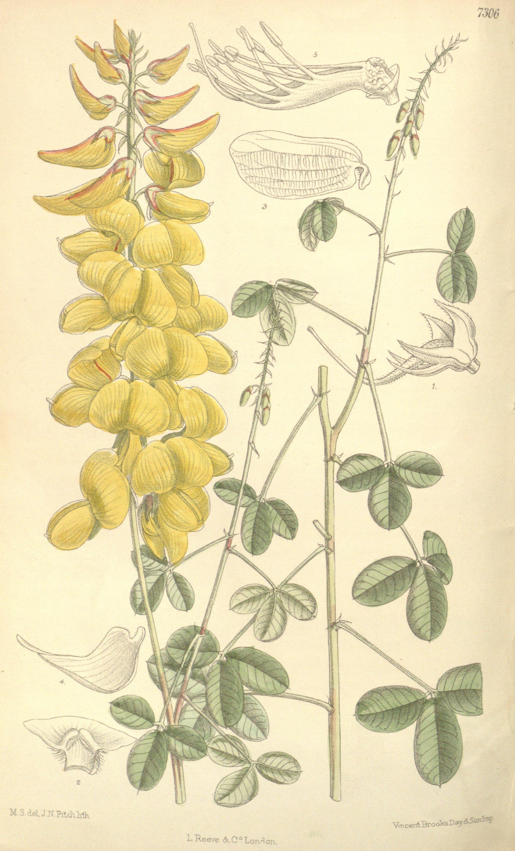 Chipilín Crotalaria longirostrata botanical illustration