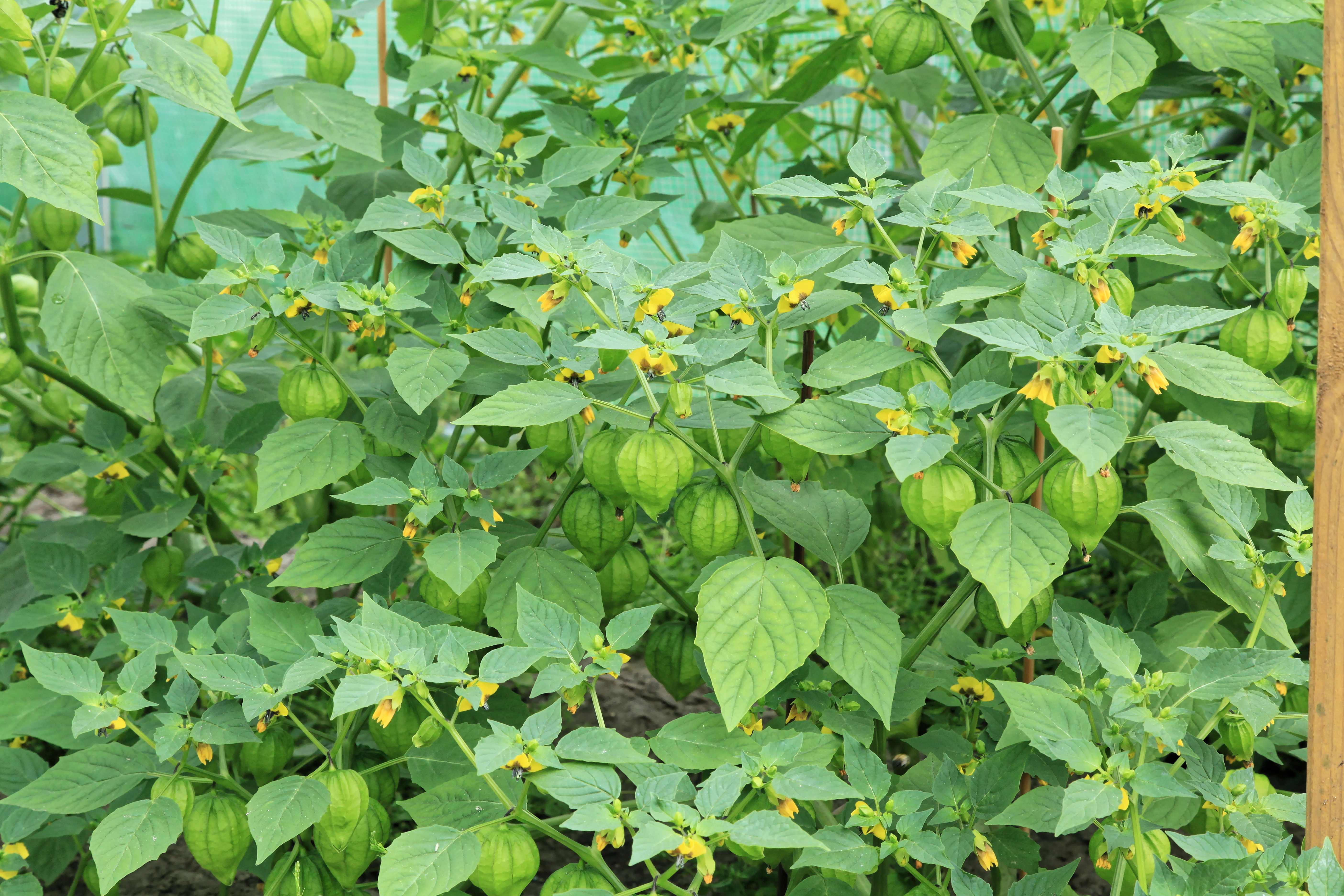 Fresh green tomatillos, the miltomate that forms the tangy base of Guatemalan pollo en crema