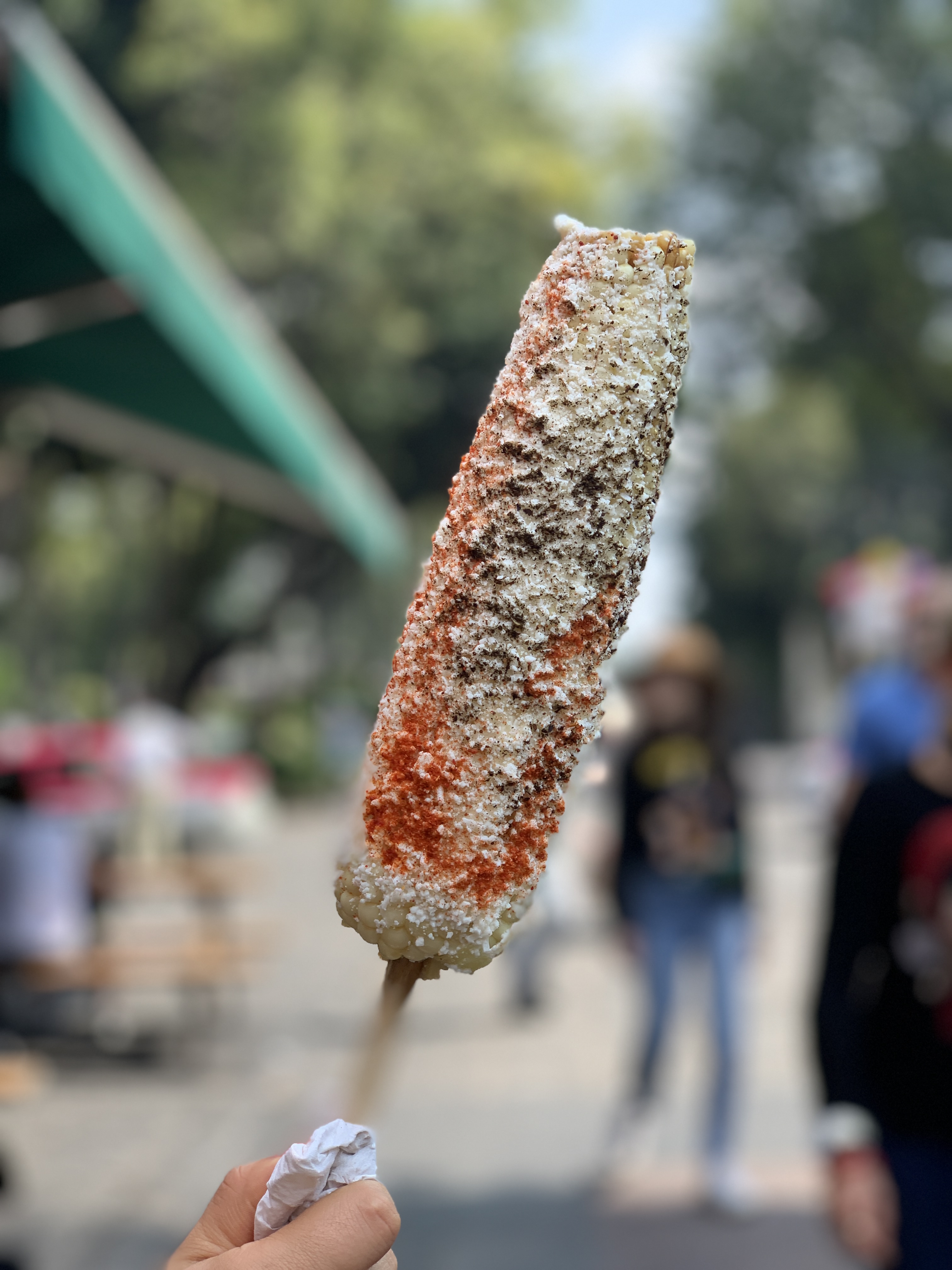 Fresh young white corn on the cob, the maiz tierno used to make Salvadoran riguas