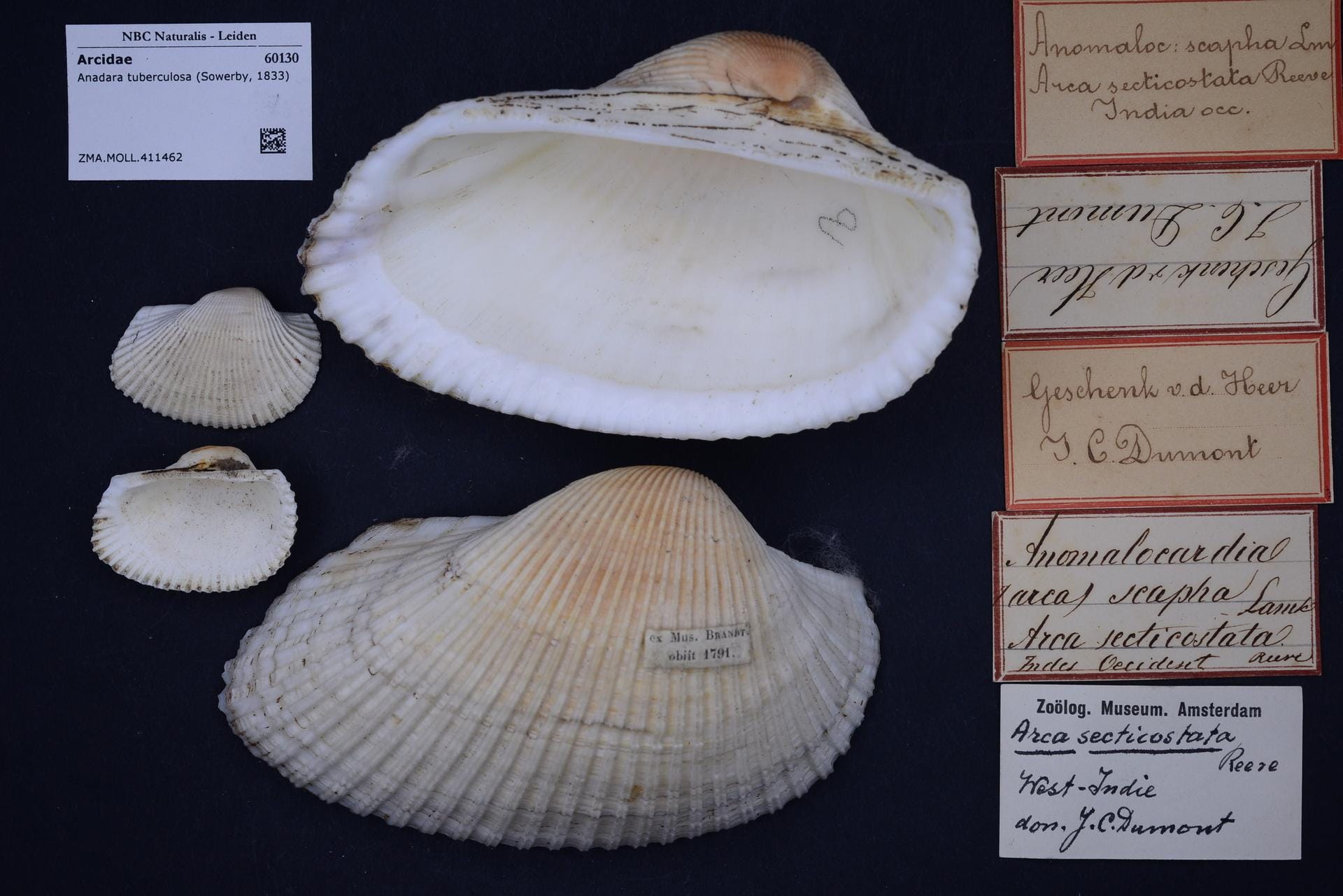 Shell of Anadara tuberculosa, the black clam known as conchas negras used in Salvadoran ceviche