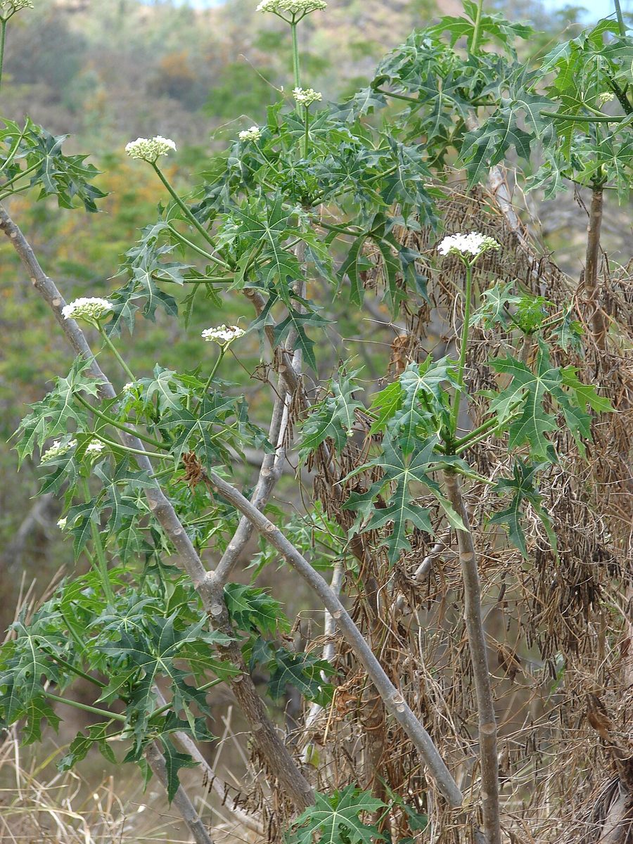 Chaya leaves, the Maya spinach used in caldo de chaya