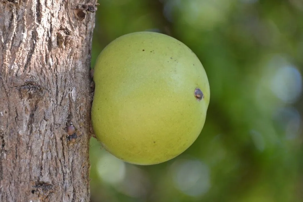 The morro (jícaro) fruit on the tree, source of seeds for horchata de morro