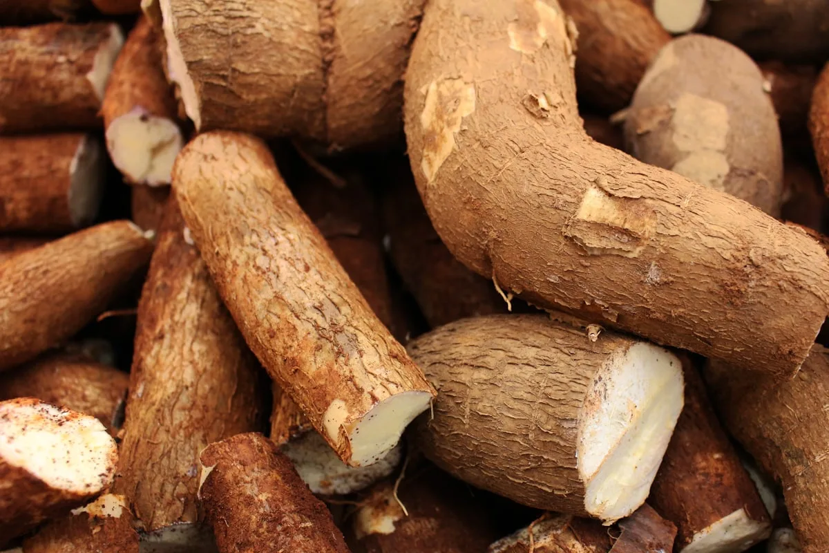 Fresh cassava yuca root the key ingredient in Salvadoran nuégados de yuca
