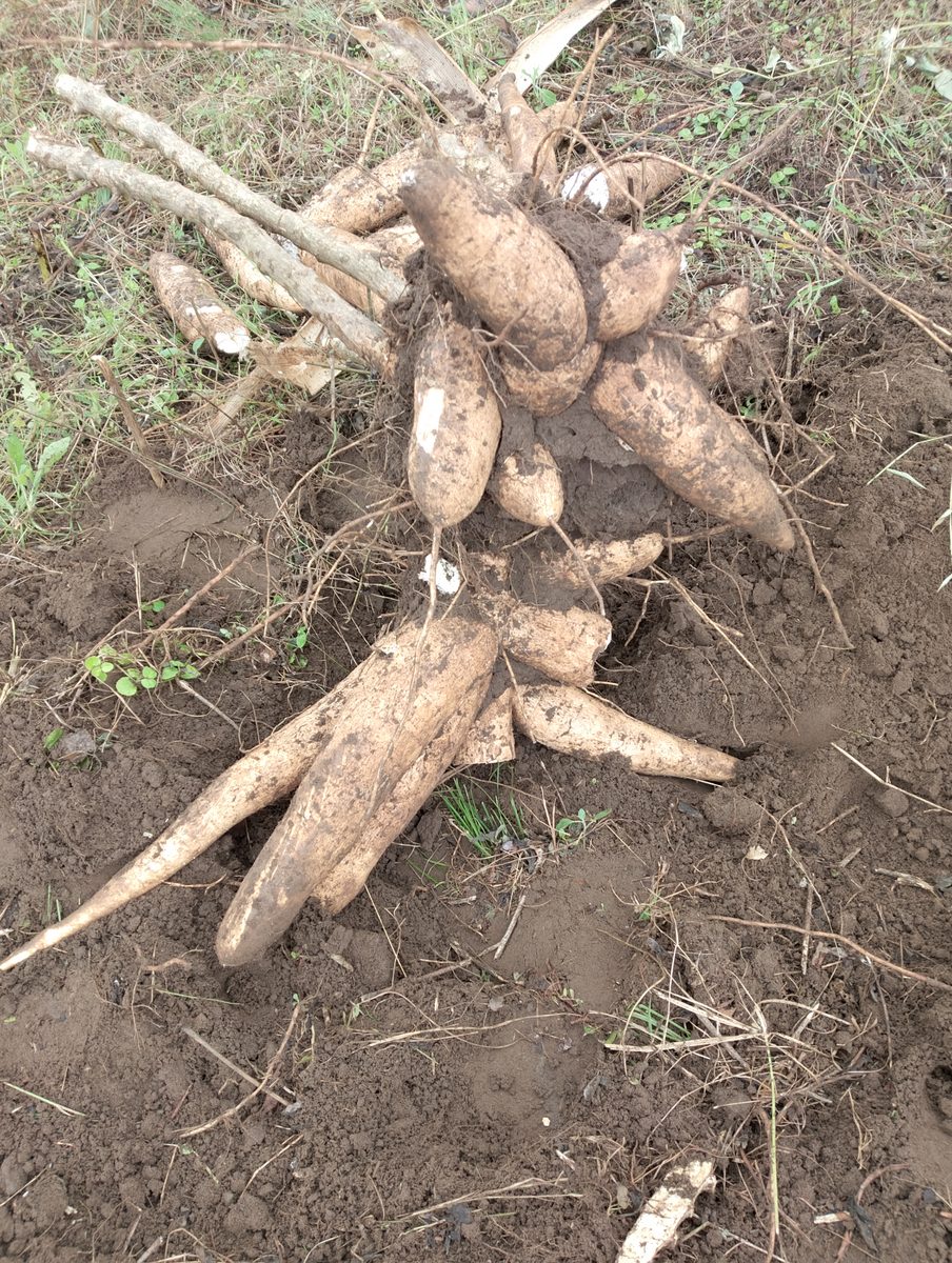 Cassava (yuca), one of the roots simmered into sopa de caracol