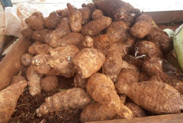 Pile of raw malanga root, the grated base ingredient for Haitian akra fritters