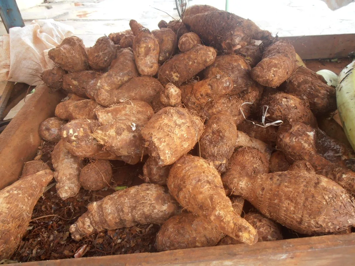 Pile of raw malanga root, the grated base ingredient for Haitian akra fritters