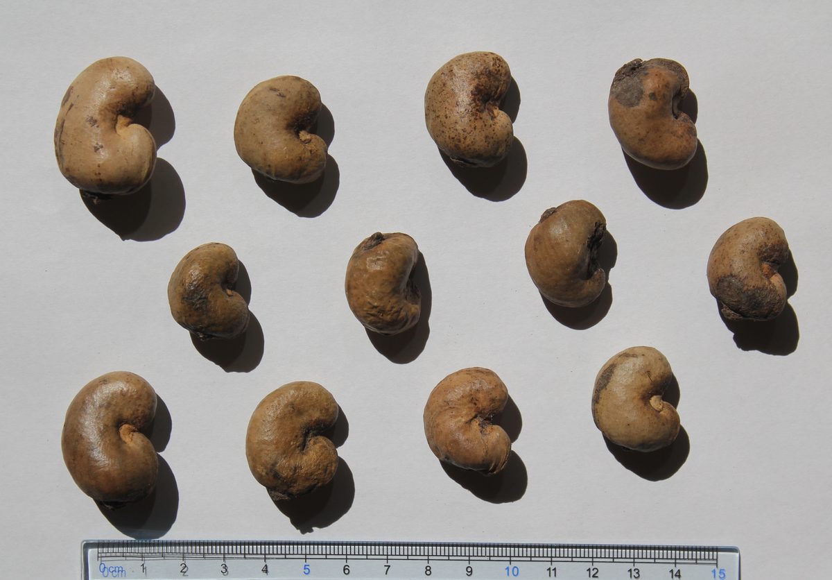 Semilla de marañón, whole cashew seeds, the roasted-and-ground base of atol de semilla de marañón